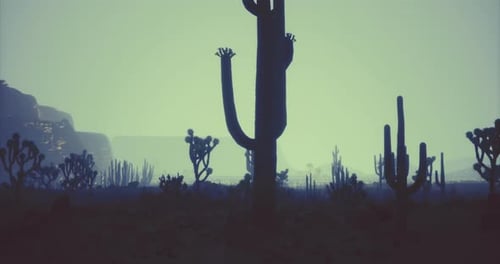 Cactus Silhouettes Against a Soft Horizon in a Desert Landscape During Dusk
