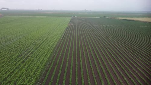 Campo agrícola