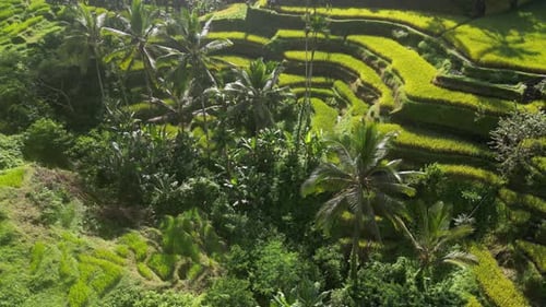 Rice Terrace 15