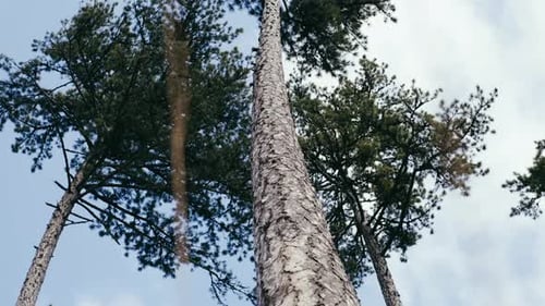 Tall Evergreen Trees and Exposed Roots in Forest