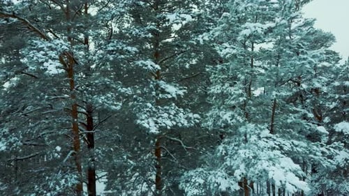 Aerial View Snow Covered Trees and Snowy Forest, on a Dark, Cloudy, Winter Day. Flight Above Winter