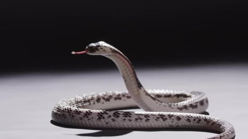 Cobra cuspida estende o capuz, se lança e cospe para fora da câmera