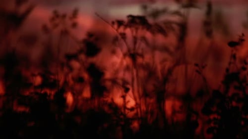 Silhouetted Grasses at Dusk with Red Sky Background