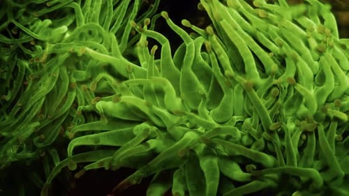 Luminous Green Sea Anemone Tentacles Underwater Close-Up