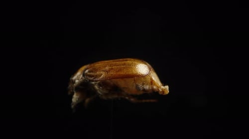 Toter Käfer rotiert auf schwarzem Hintergrund. Makro.