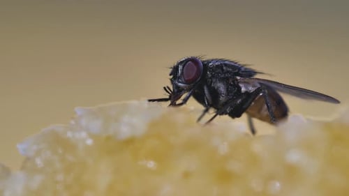 Fly on Food: Extreme Close-Up Insect View