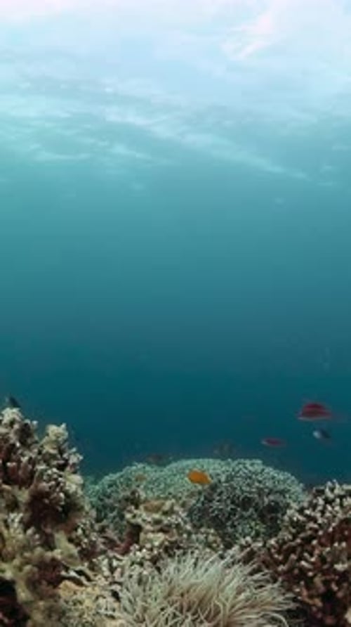 Underwater Scene with Coral Reef and Fishes
