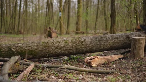 Tree Trunk Lying in Forest on Meadow with Young Woman and Dog Jumping Over Running Back View