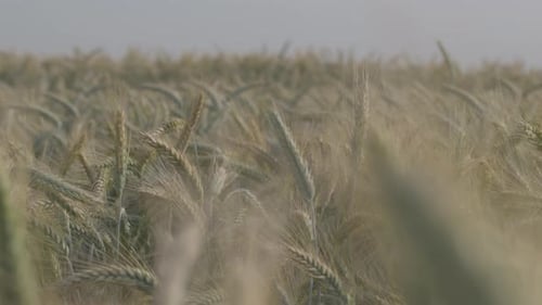 Wheat Ears in the Field