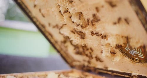 Honeybees on Honeycomb in Beehive Frame Close Up