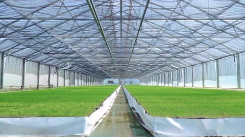Großzügiges Gewächshaus mit wachsenden Setzlingen. Grüne Plantagen von Pflanzen im Gewächshaus. Pflanzen Cul...