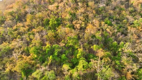 A mixed forest on high mountains during sunlight time, Aerial view.