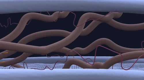 3D Medical Animation of Blood Clotting Process