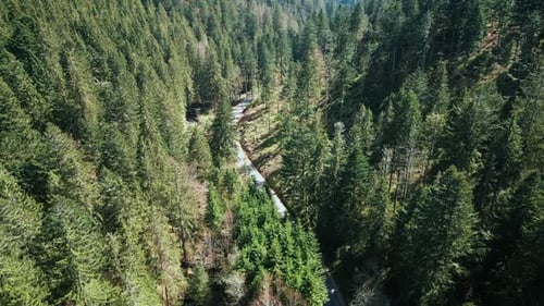 Narrow winding car road through pine tree forest in South Germany, aerial view