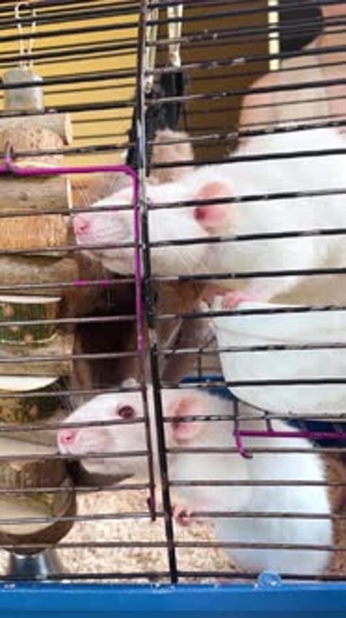 the View Inside the Cell White Rats in a Cage