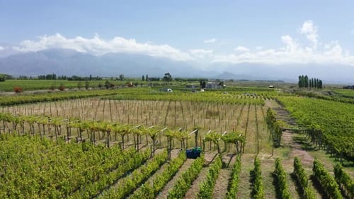 Drohnenaufnahme von frischen grünen Weinbergen unter blauem, sonnigem Himmel