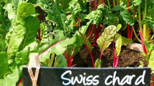 Feuilles de blette à carde et légumes biologiques frais