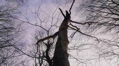 Tilt up Tree Tops Against The Blue Winter Sky Gimbal smooth nature forrest