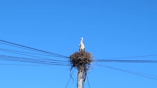 Stork sitting on nest above telephone pole in Comporta, Portugal on clear sunny day