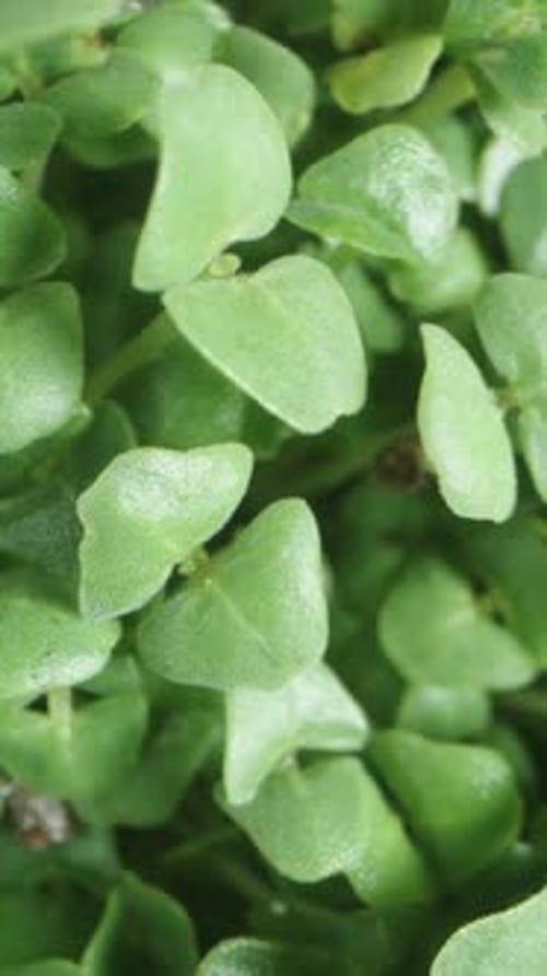 Vertical video. Chia seed sprouts, top view dolly zoom. Macro. Homegrown greens concept.