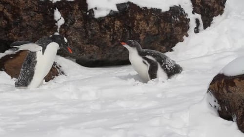 Penguins in the snow