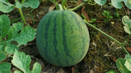 Wassermelone mit einem natürlichen Grünton