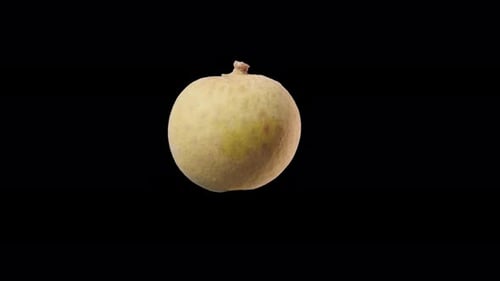 Floating Longan Fruit Isolated on Air