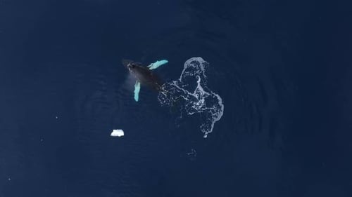 Humpback Whales surfacing to breath air in the Arctic ocean, Aerial view