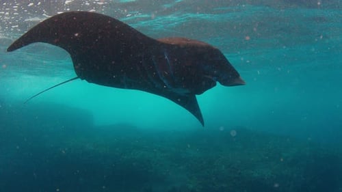 La mantarraya oceánica gigante La mantarraya gigante o mantarraya oceánica Mobula Birostris nada en el océano