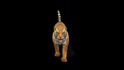 Realistic 3D Tiger Walk Cycle Animation