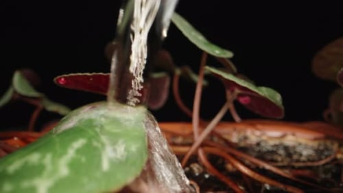 I am watering a house flower Cyclamen in a pot. Dolly slider extreme close-up. Laowa Probe