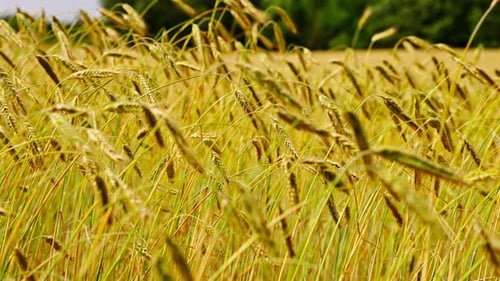 Golden Wheat Field Swaying in the Breeze