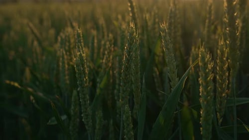Le vent fait bouger du blé épais dans un champ à gros plan Un champ de céréales vertes pour faire du pain à gros plan Une grande récolte de