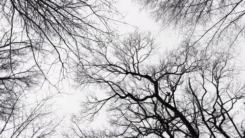 Slow aerial push through silhouetted branches in a bare mysterious forest