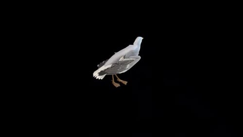 Realistic Flying Seagull Seamless Loop Animation