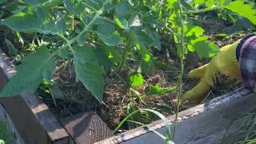 Woman Caring for Organic Tomato Plants in Raised Bed