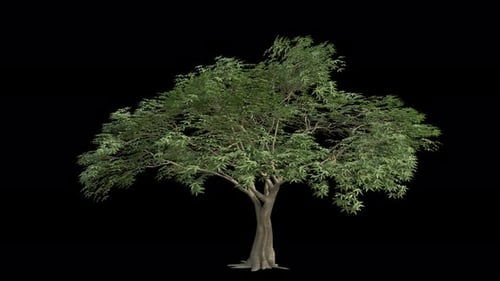 Kapok Tree Swaying in Wind Loop Animation with Alpha Channel. Wind Blows The Ceiba Pentandra Tree