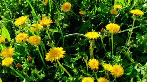 Yellow Dandelions Bloom in the Garden