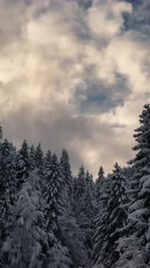Snow Covered Pine Trees in Winter Landscape