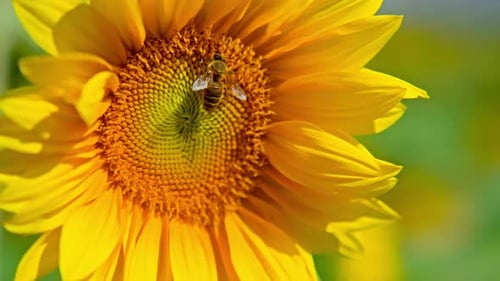 Bee Pollinating Bright Yellow Sunflower in Summertime