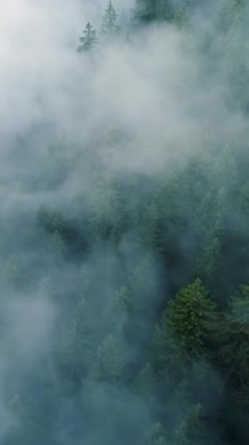 Vertical Screen Dense European Forest in Foggy Weather Aerial View