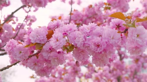 Pink flowers on the tree of flowering Sakura. Cherry blossom in spring.