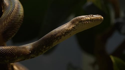 Retrato en primer plano de una pitón de ojos blancos (Liasis mackloti savuensis).