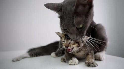 Cat mom licking kitten for hygiene.