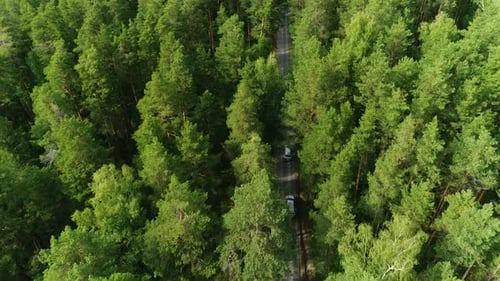 Flight Above Pine Tree Tops Along Asphalt Road with Driving White Cars