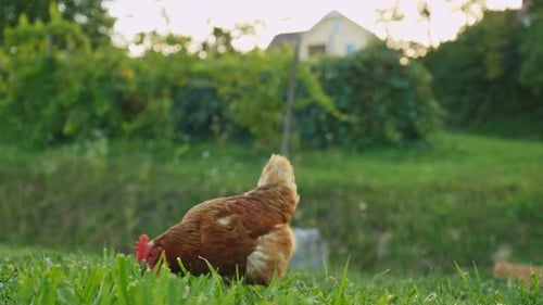 Cinematic footage of a farm chicken strolling across fresh grass in open air, symbolizing organic