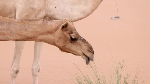 Middle Eastern Camel Eating Green Shrub in the Desert in UAE