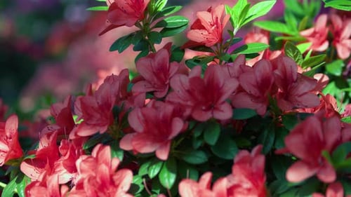 Close Up Blooming Bushes of Azalea Flowers at Spring Sunlight in the Garden