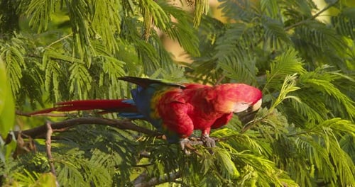 Scharlachrot sonnt sich auf einem Ast, aus nächster Nähe inmitten des Grüns des Amazonas-Regenwaldes aufgenommen.