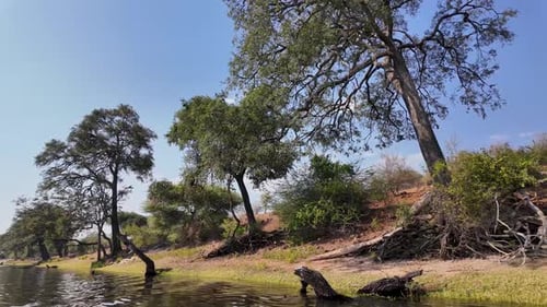 Botswana Skyline At Chobe National Park In Kasane Botswana. African Animals Background. Wildlife Lan